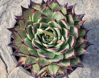 Echeveria Ebony 10" Inches Wide - Very Large Size