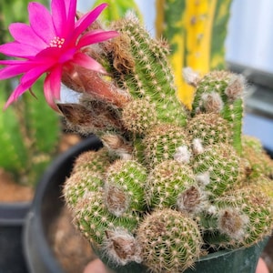 Chamaelobivia 'Rose Quartz' Peanut Cactus 4 image 6