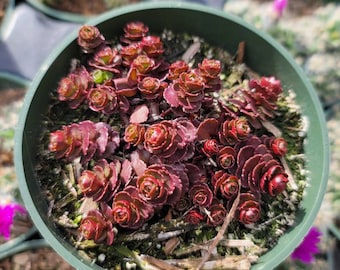 Sedum 'Dragons Blood' - 4"