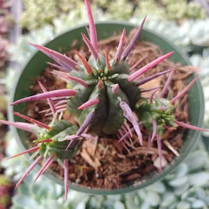 Euphorbia Ferox 4 »