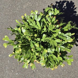 May include: Overhead view of a vibrant green Christmas cactus plant. The plant has many small, flat, segmented leaves with a few reddish-brown buds. The plant is set against a gray concrete surface, with a shadow cast to the right.