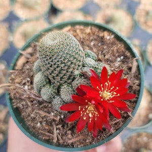 Rebutia Albopectinata - Red Color Blooms - 4" Cup