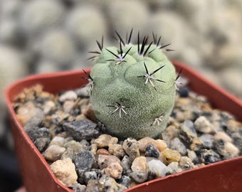Mammillaria Surculosa | Live Rooted Succulent-cactus - Etsy