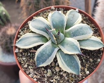 Agave Potatorium Cream Spike 6"