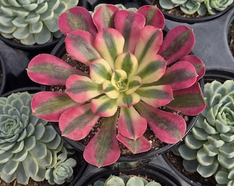 Aeonium Pink Witch 6" Inch Diamiter