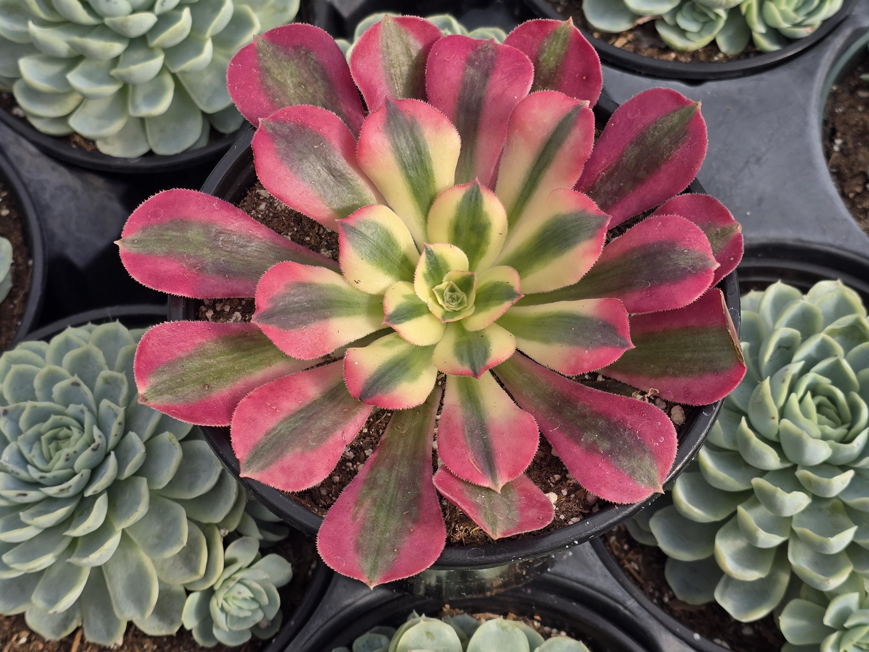 831Succulents - Etsy