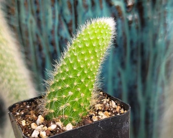 Monkey Tail Cactus 2" Inch Pot - Special Listing - Cleistocactus Colademononis