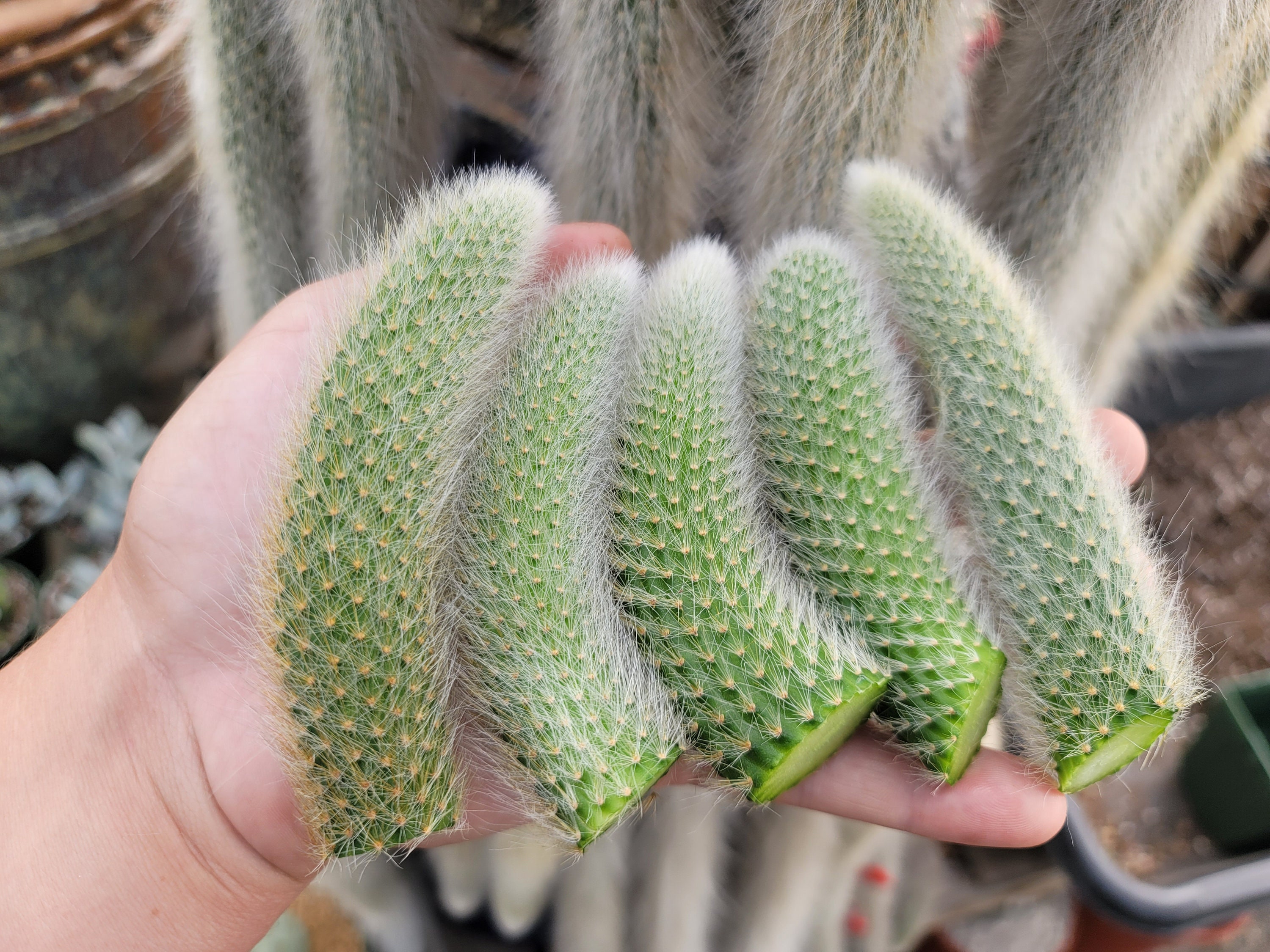 Monkey Tail Cactus Cutting - 1x Tail per Order - Ships Bare - No Roots -  Etsy