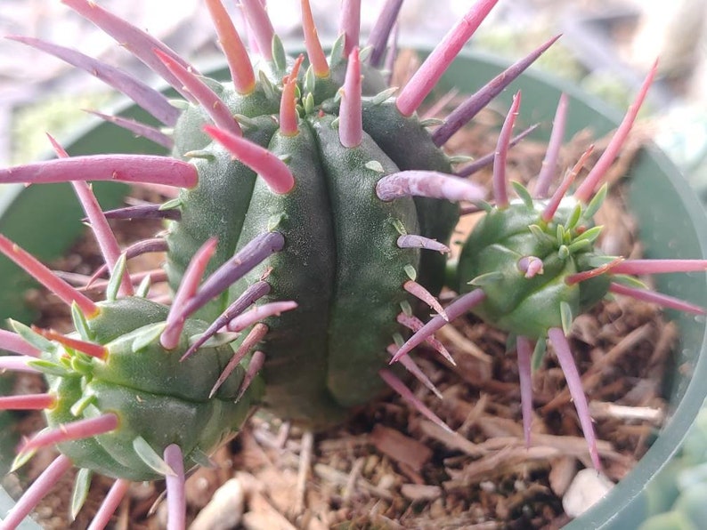 831Succulents Euphorbia Ferox - Thumbnail 2