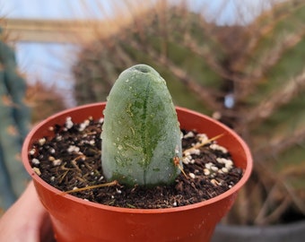 Penis Cactus - Pot 4"