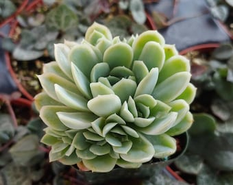 Echeveria élégance 2 po.