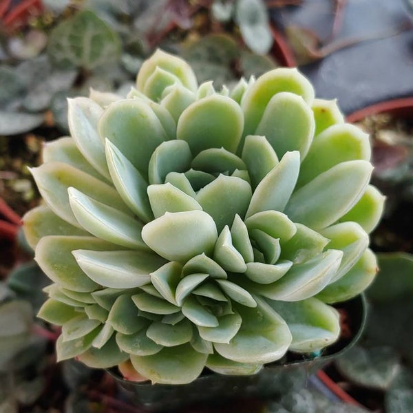 Echeveria Elegance 2"