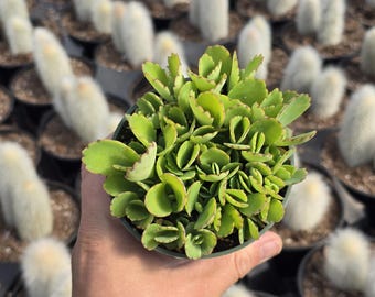 Mexican Hat Plant: Kalanchoe Daigremontiana - Mother of Thousands - 4" Pot