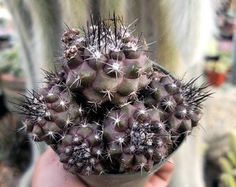 Copiapoa Humilis 4" Pot - Multiple Pups