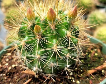 Neochilenia Chilensis  6" Pot