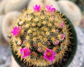 Mammillaria Laui Subducta 4"