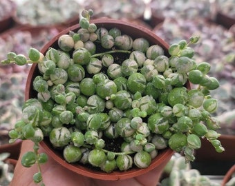 Variegated String of Pearls - Premium- 3" - Not Common - Very Full