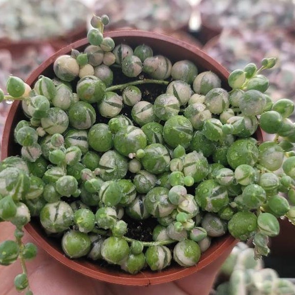 Variegated String of Pearls - Premium- 3" - Not Common - Very Full