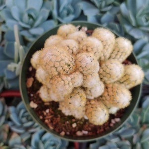 May include: A close-up of a small, white cactus plant with many round segments. The cactus is growing in a brown pot and is surrounded by green succulent plants.
