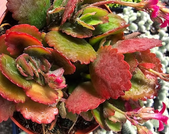Kalanchoe Red Candy 4" - Tripple Plant