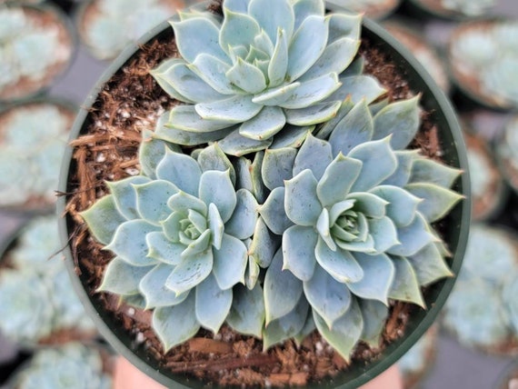 Echeveria 'Blue Mist' Succulent Plant - Live Succulent From Succulents Depot