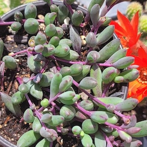 May include: A close-up of a potted String of Pearls succulent. The plant features trailing stems with small, round, bead-like leaves in shades of green and purple. Bright orange flowers bloom in the background, adding a pop of color.