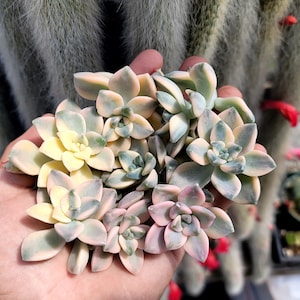 Graptoveria Titubans Variegata - 1x Cutting