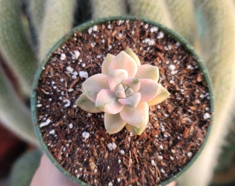 Variegated Titubans - Korean Import - 4" Inch Pot