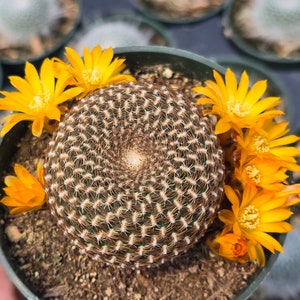 May include: A small, round cactus with a spiky, brown and white pattern. The cactus is in a green pot and is surrounded by yellow flowers.