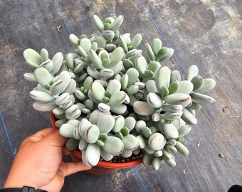 Cotyledon Orbiculata 2 Gallon - Large Mother Plant Size