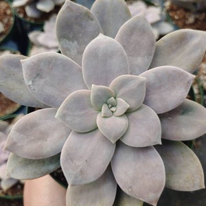 4&quot; Purple Graptopetalum Superbum