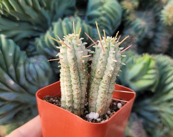 Euphorbia Corncob Cactus - Double Plant - 2" Inch Pot