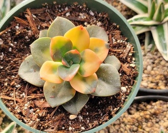 Echeveria Chroma 4"