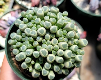 Baby Toes (Fenestraria rhopalophylla) 4"