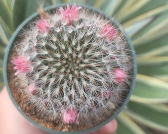 Mammillaria Bocasana - Powder Puff Cactus - Pink Blooms - 4" Cactus