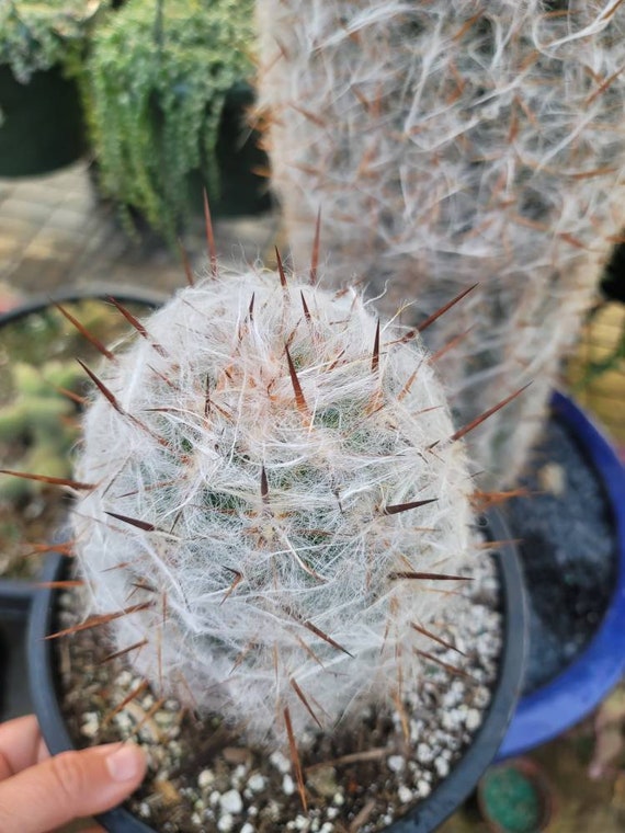 Old Man Cactus - Oreocereus Trollii - 2 Gallon Size - Large 9