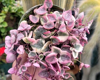 Variegated String of Hearts - Ceropegia Woodii Variegata 4" Pot - 5x Rooted Bulbs Large Size - Trailing - Special Listing - Rare