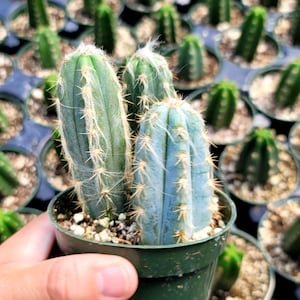 Blue Torch Cactus - Tripple Plant - 4" Inch Pot - Pilocereus Pachycladus