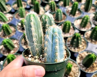 Blue Torch Cactus - Tripple Plant - 4" Inch Pot - Pilocereus Pachycladus