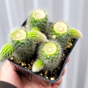 Monkey Tail Cactus 4 Inch Square Pot 4x Plants Cut With Pups image 1