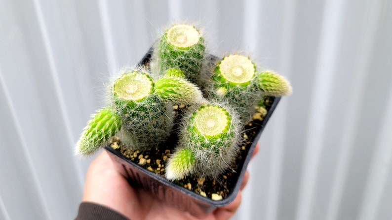 Monkey Tail Cactus 4 Inch Square Pot 4x Plants Cut With Pups image 1