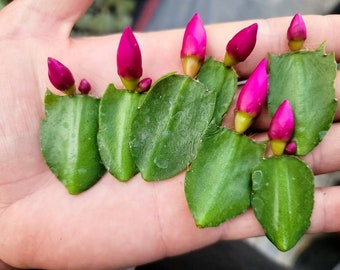 Holiday Cactus Cutting- 1x Leaf - Produces Pink Flower