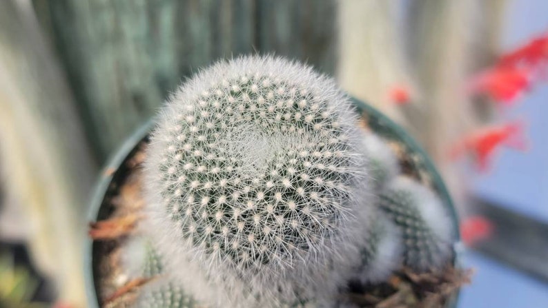 Rebutia Muscula 4 Orange Bloom Color image 3