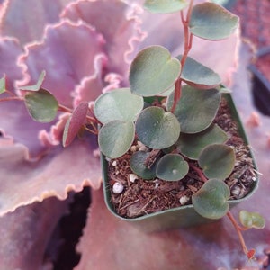 May include: A small green plant with round leaves growing in a brown pot. The plant is surrounded by a pink and white succulent.