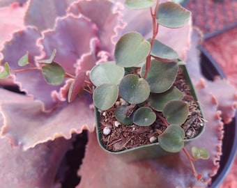 Peperomia Ruby Cascade 2"