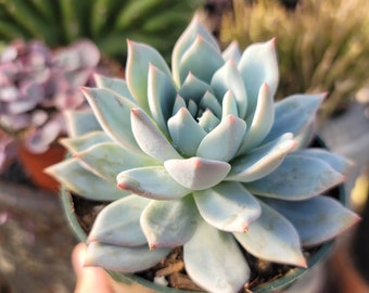 Echeveria Blue Bird - 4"