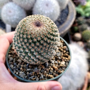 Mammillaria Huitzilopochtli 4" Inch Pot - Etsy