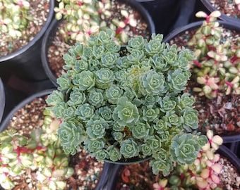 Sedum Pachyclados 4"