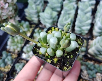 2&quot; Baby Toes (Fenestraria Rhopalophylla)