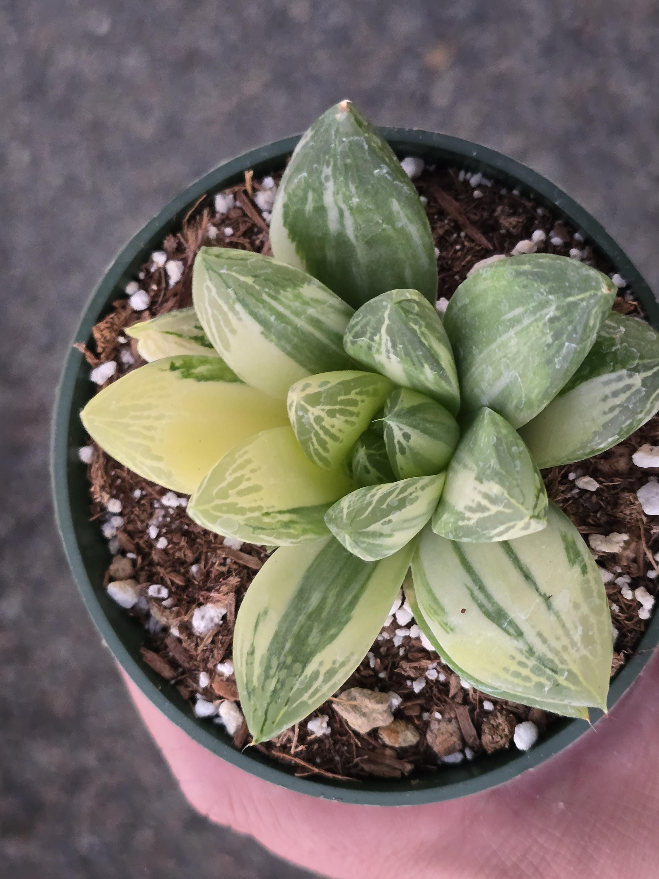 Haworthia Cymbformis Variegata - 4" Inch Pot - Exact One in Picture - #17 -  Etsy